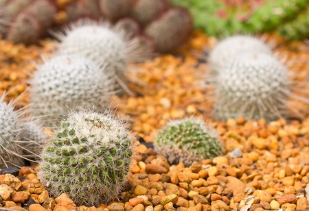 Mini cactus garden on gravel  background