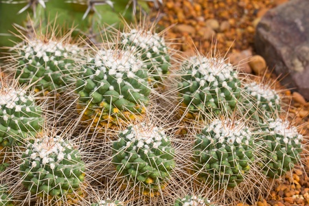 many cactus garden on gravel backgroundの写真素材