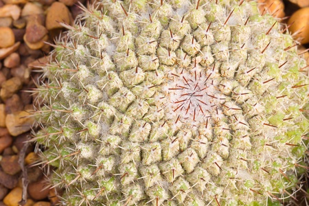 Close-up of a small green cactus in Cactus Gardenの写真素材
