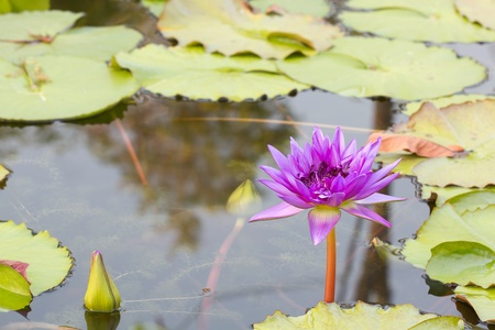 asian violet lotus flowerの写真素材