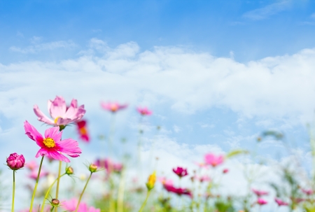 daisy flowers with beautiful  sky backgroundの写真素材