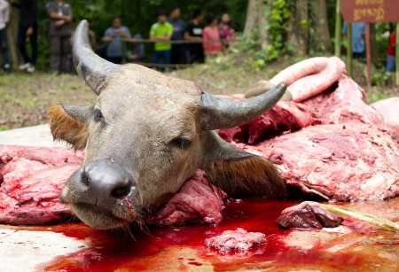 head of buffalo in bloodの写真素材