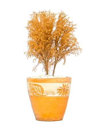 orange tree isolated on white backgroundの写真素材