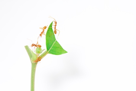 group of orange ant on top green leafの写真素材