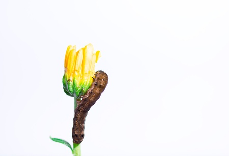 worm eat yellow flower on white backgroundの写真素材