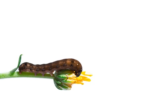 worm eat yellow flower on white backgroundの写真素材