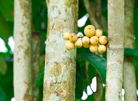 Fresh young Longkong  langsat  on treeの写真素材