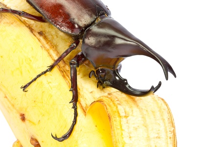 rhino hercules beetle isolated on white and eating banana