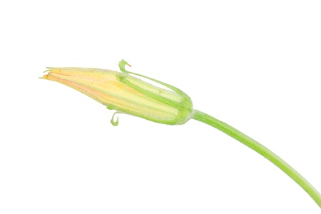 close-up of some cut zucchini flowers or pumpkin flower on white backgroundの写真素材