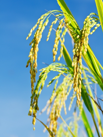 Ripening rice in a paddy field close upの写真素材