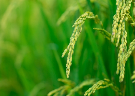 The Green rice in the field riceの写真素材