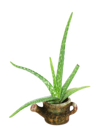 fresh aloe vera in pot isolated on white backgroundの写真素材
