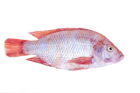 fresh mango fish isolated on white background
