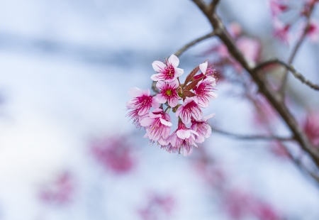 Branch with pink sakura blossoms  Natural backgroundの写真素材