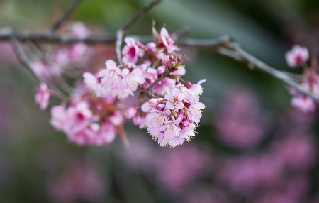 Branch with pink sakura blossoms  Natural backgroundの写真素材