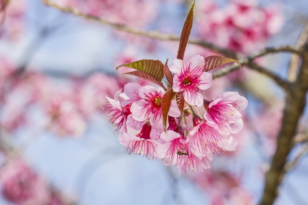 pink Prunus cerasoides flower in Chiangmai, Thailandの写真素材