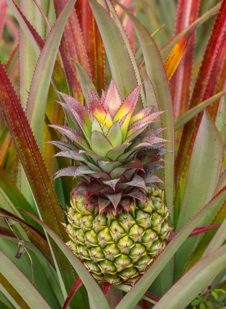 colorful of the little pineapple in the farmの写真素材