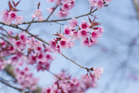 Sakura flowers blooming blossom in Chiang Mai, Thailandの写真素材