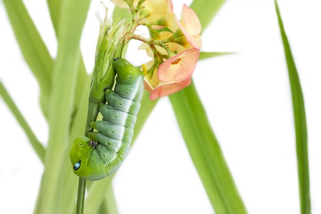 green Caterpillar Oleander Hawk-moth (Daphnis nerii) with  flower