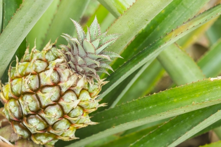 Close-up of young pineapple in the fieldの写真素材