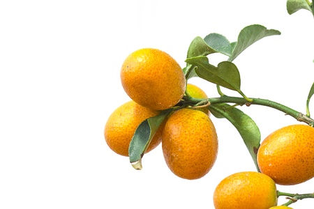 Oranges on branch with leaves Isolated on a white backgroundの写真素材