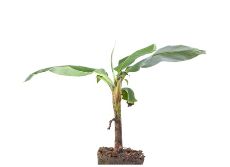 banana tree isolated on white backgroundの写真素材