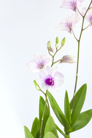 Blossoming plant of orchid isolated on white backgroundの写真素材
