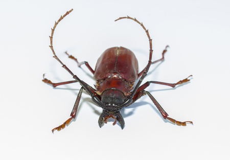 Capricorn beetle  long-horned, longicorn  Oxymirus cursor on a white backgroundの写真素材