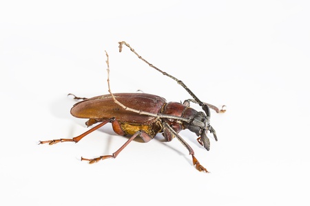 Capricorn beetle  long-horned, longicorn  Oxymirus cursor on a white background