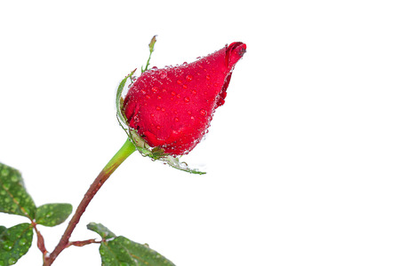 Red rose with waterdrop isolated on white backgroundの写真素材