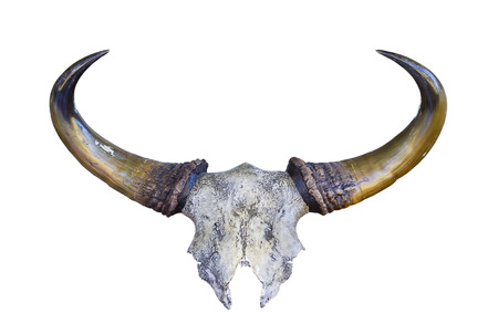 skeleton of Banteng headの写真素材
