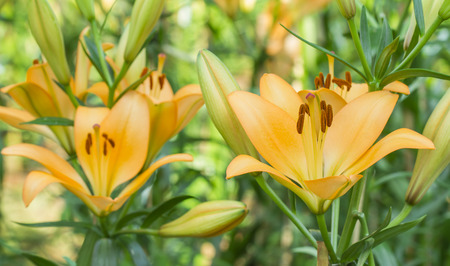 yellow lilly in nature backgroundの写真素材