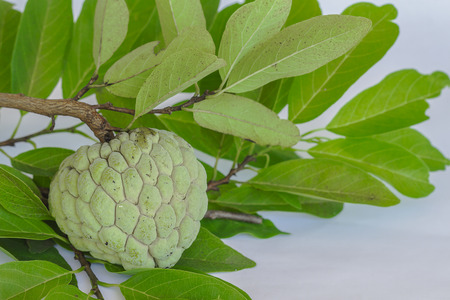 Custard apples, Sugar apples or Annona squamosa Linn