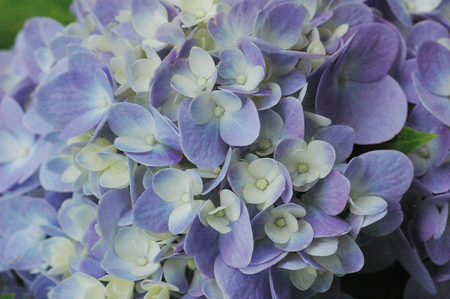 Hydrangea