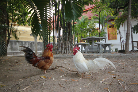 chicken in thai templeの写真素材