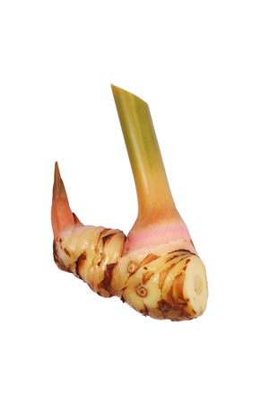 galangalの写真素材