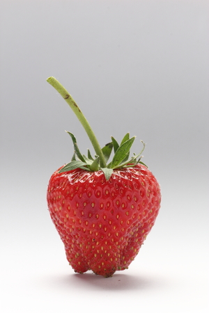a fresh strawberry on white backgroundの写真素材