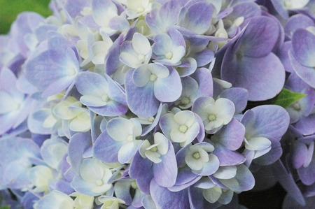 purple hydrangeaの写真素材
