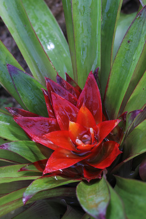 bromeliad flowerの写真素材