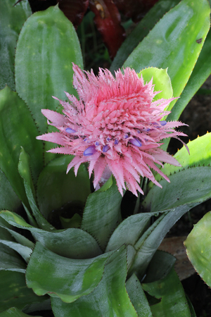 bromeliad tree and flowerの写真素材