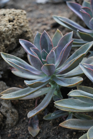 Succulent plant, cactus, pattern backgroundの写真素材