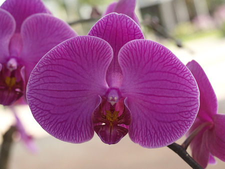 pink orchid vandaの写真素材