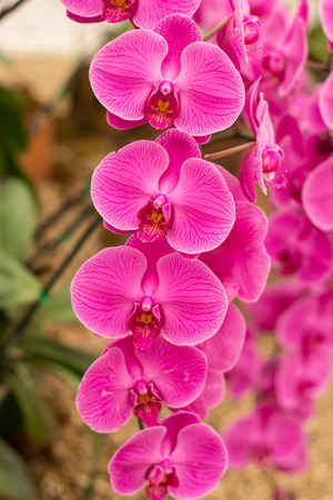 pink orchid vandaの写真素材