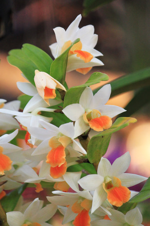 white and orange orchidの写真素材