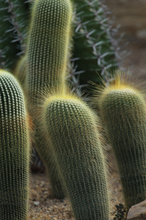 cactusの写真素材