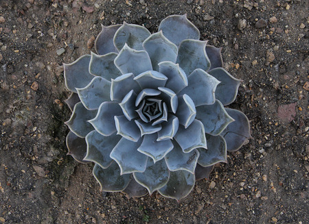 cactus Succulent Plantの写真素材