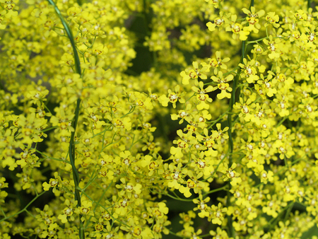 pattern of tiny yellow flower blackgroundの写真素材