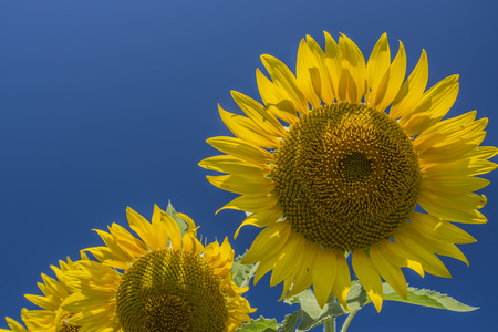 Closed up sunflower in the field with blue sky  backgroundの写真素材