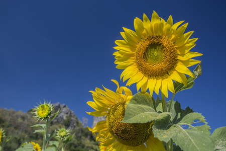 Closed up sunflower in the field with blue sky  backgroundの写真素材