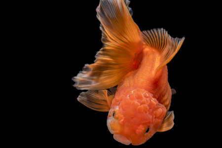 Adorable goldfish fantail action with bubbles in tank on darkness backgroundの写真素材
